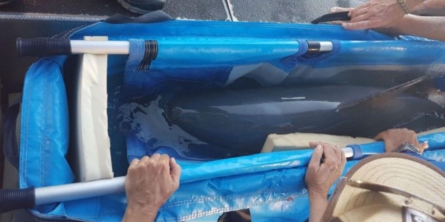 Investigadores celebran captura de vaquita marina