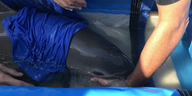 Muere vaquita marina rescatada el s&aacute;bado