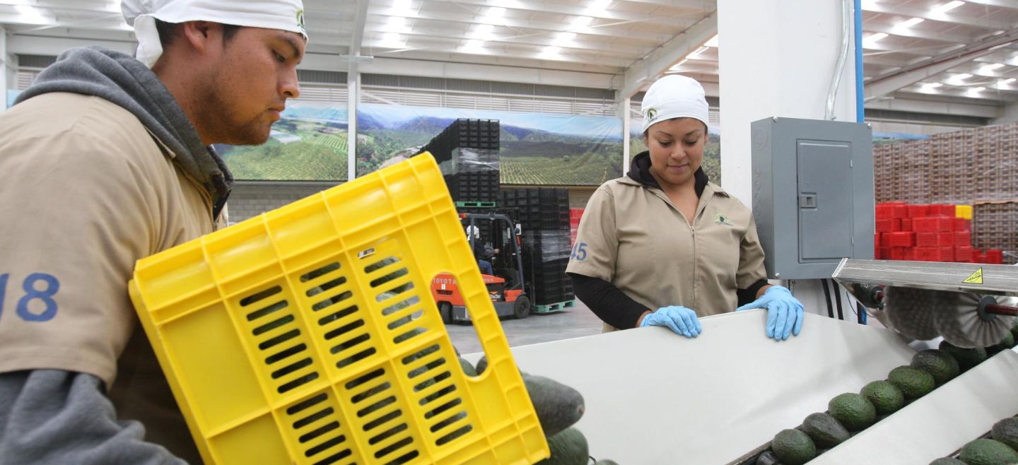 Los aguacates de Jalisco son algunos de los productos que lideran la demanda internacional. EL INFORMADOR/Archivo