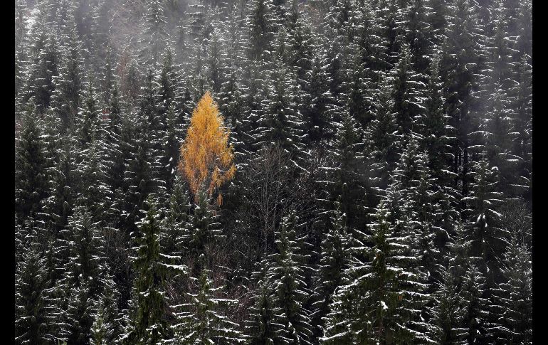 Un alerce con hojas amarillas se ve entre árboles cubiertos de nieve en Bayrischzell, Alemania. AP/M. Schrader