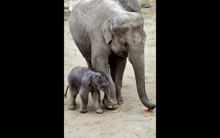 La cría recién nacida de elefante asiático, todavía sin nombre (i). y su madre 
