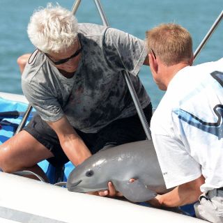 Terminan programa para salvar vaquita marina sin rescatar a ninguna
