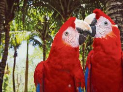 Situada en el corazón de la Riviera Maya, es un lugar que ofrece un abanico de opciones de entretenimiento. AFP/ ARCHIVO