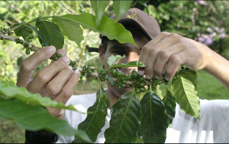 Las exportaciones guatemaltecas de café han bajado de seis millones de sacos a 4.2 millones. EL INFORMADOR/Archivo