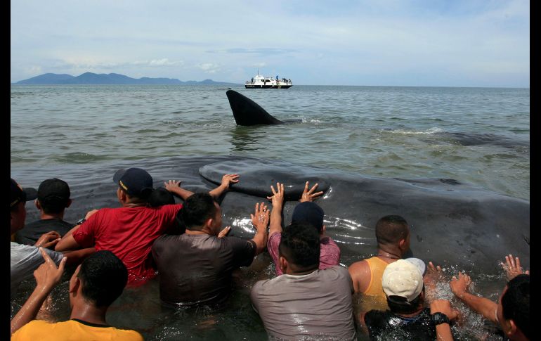 Rescatistas empujan ballenas en  la provincia de Aceh, Indonesia.