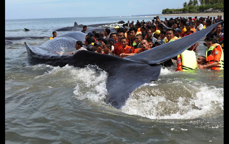 Un grupo de personas intenta que las ballenas regresen al mar.