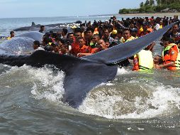 Fotogalería: Ballenas quedan varadas en Indonesia