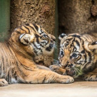 Nacen en Praga tigrillos mellizos en peligro de extinción