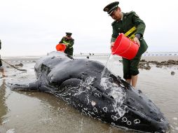 Muere una ballena tras quedar varada por tres días en costa china