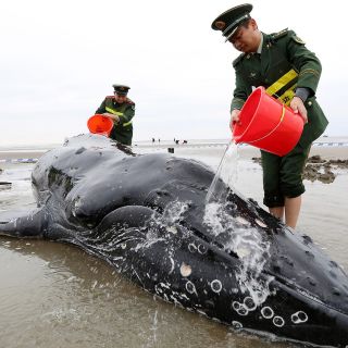Muere una ballena tras quedar varada por tres días en costa china