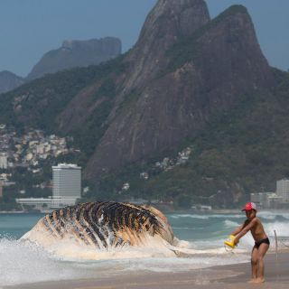 Una ballena aparece muerta en la playa de Ipanema