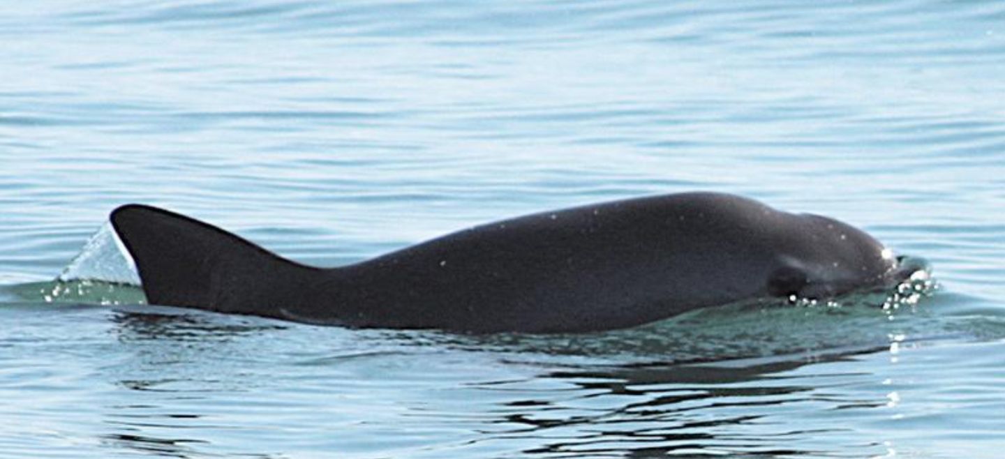 Quedan al menos 30 ejemplares de la vaquita marina en el país. EFE / ARCHIVO
