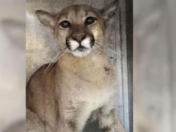 Se cree que por la ubicación del municipio, el animal bajó a la zona urbana para buscar alimento. ESPECIAL/ Policía de Tlajomulco de Zúñiga