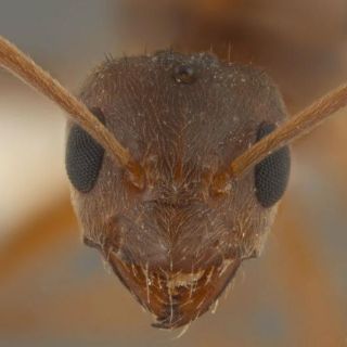 Hongo "parásito" convierte a hormigas en zombis hambrientos