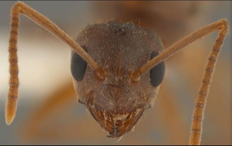 Las células fúngicas invaden las fibras musculares de la hormiga, no el cerebro, creando una especie de esqueleto dentro de ella. AP / ARCHIVO