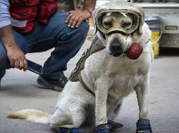 Quienes conocen a la perrita aseguran que es muy noble, juguetona y sobre todo le gusta mucho su trabajo. AFP / ARCHIVO