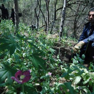 Destruyen plantas de amapola y mariguana en  Cocula y Tecolotlán