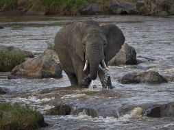 Activistas critican la medida del gobierno estadounidense y recuerdan que el elefante es una especie protegida. AFP / ARCHIVO