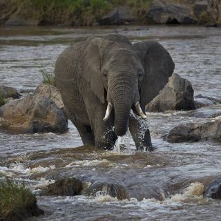 Trump permitirá importación de trofeos de cacería desde África