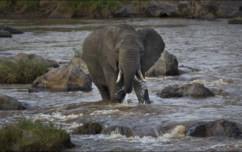 Activistas critican la medida del gobierno estadounidense y recuerdan que el elefante es una especie protegida. AFP / ARCHIVO