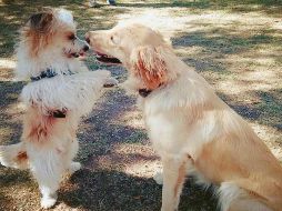 Entre las razas de perros existen varias tallas y grandes diferencias físicas. ESPECIAL