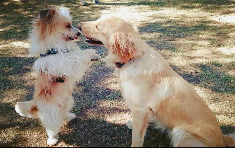 Entre las razas de perros existen varias tallas y grandes diferencias físicas. ESPECIAL