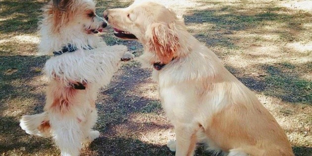 Elige al mejor compa&ntilde;ero peludo