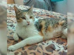 Tres tapatíos se encargan de buscar familias responsables y dar atención médica a los gatitos que rescatan. ESPECIAL / M. Catedral