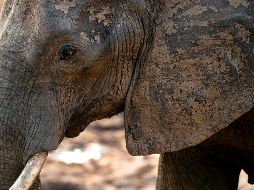 La población de elefantes de Zimbabue ha disminuido seis por ciento desde 2001. AFP/ARCHIVO