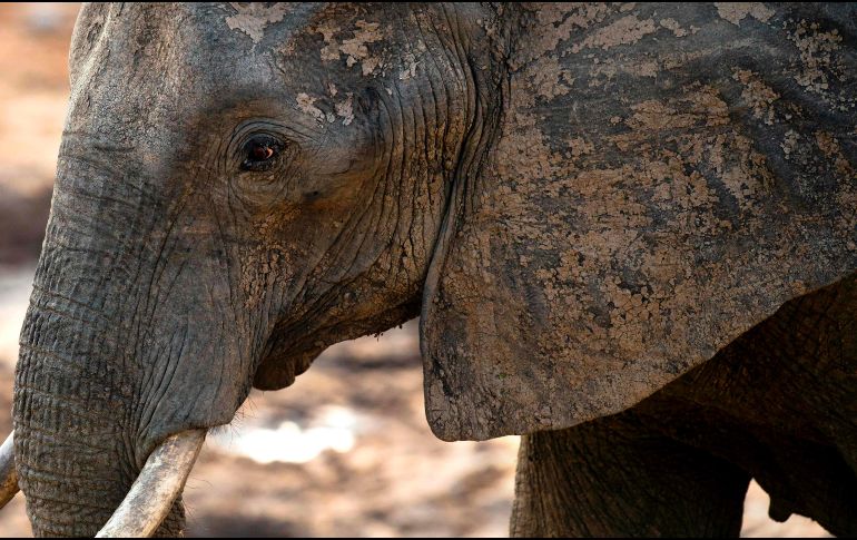 La población de elefantes de Zimbabue ha disminuido seis por ciento desde 2001. AFP/ARCHIVO