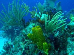 La expedición, que concluirá el próximo 23 de noviembre, tiene lugar a bordo del buque de investigaciones Alucia. ESPECIAL