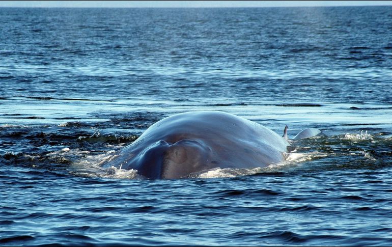 Las ballenas azules miden unos 25 y 30 metros de largo, y pueden pesar hasta 200 toneladas. EFE/ARCHIVO