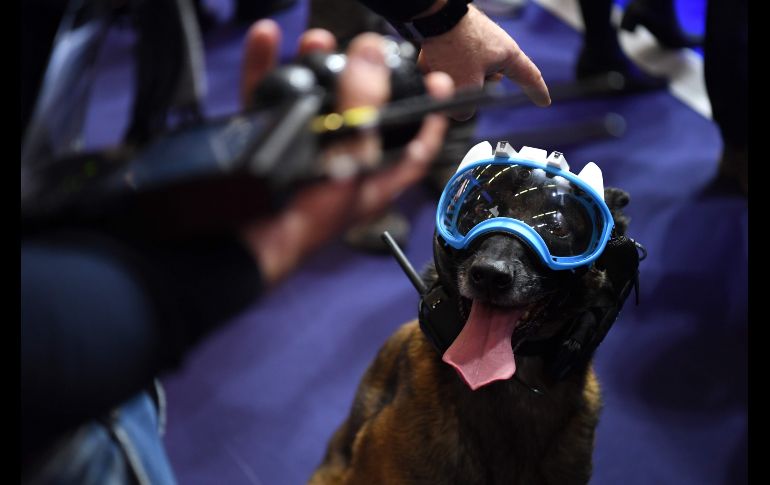 Un nuevo sistema para perros de rescate equipados con cámaras y radiotransmisor que permite a su entrenador 