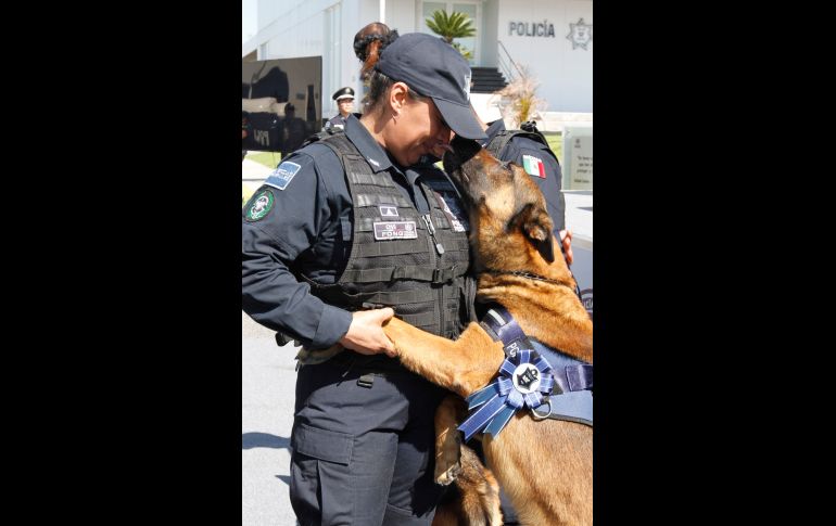 Luego de más de siete años de prestar sus servicios en la detección de explosivos, rescate de cuerpos y vigilancia,  fueron jubilados 14 oficiales caninos de la Policía Federal,  que ya cumplieron su ciclo en la corporación. NTX / J. Pasos