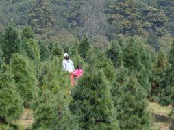 Las plantaciones están en Tapalpa, Mascota y Zapopan; se espera una derrama económica de dos millones de pesos. NTX / ARCHIVO