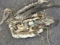 Una radiografía de la inconciencia (estupidez) humana en el vientre de una gaviota. EL INFORMADOR/ P. Somellera