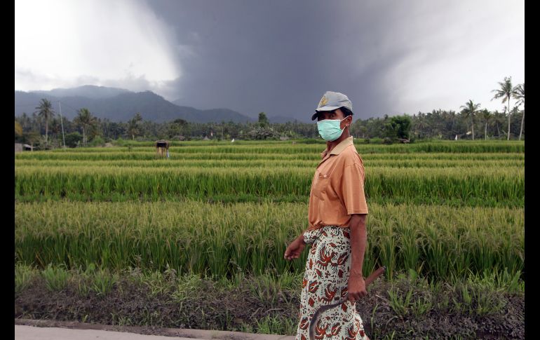 Un hombre camina cerca de un campo de arroz. La lluvia de ceniza se ha registrado en al menos siete poblaciones de la isla.