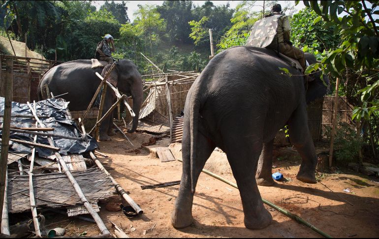 El lugar es un hábitat natural de elefantes. AP/ A. Nath