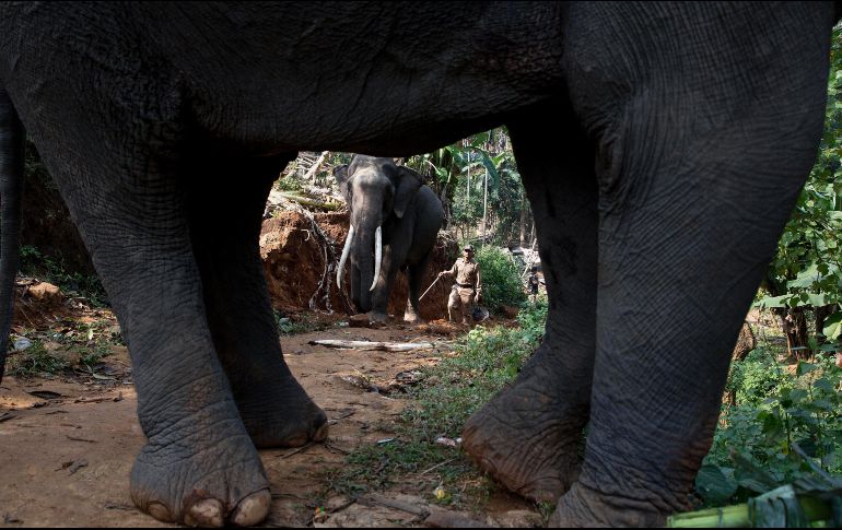 El Santuario para la silvestre Amchang es un hábitat natural de elefantes. AP/ A. Nath