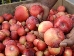 Menos empleados y cosechas cada vez más grandes, hacen que suban los costos de producción. AP/Archivo