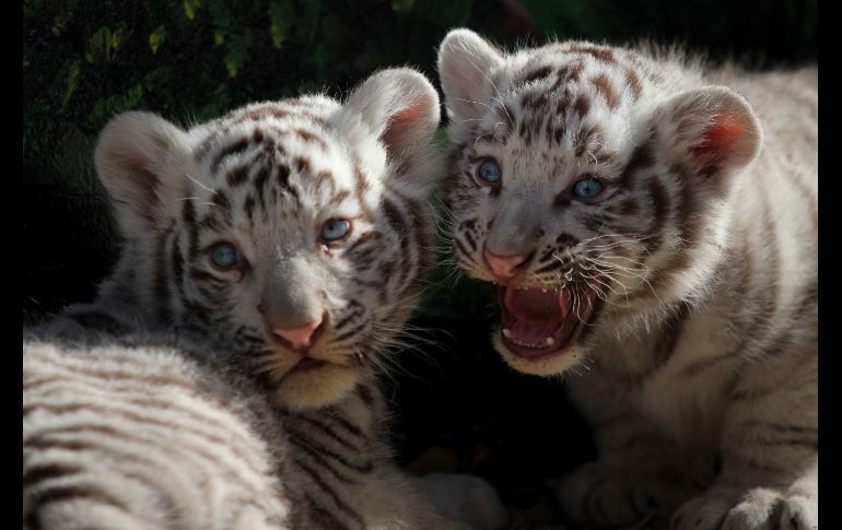 Dos tigres de Bengala blancos, nacidos hace 20 días, se ven en el zoológico San Jorge de Ciudad Juárez, en Chihuajua. AFP/H. Martínez