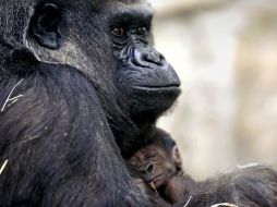 El zoológico dijo que se trata del primer ejemplar de la especie nacido allí desde el 2003. AP / K. Steiss