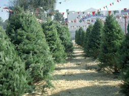 Los precios de los árboles mexicanos varían entre 250 y mil pesos. NOTIMEX/Archivo