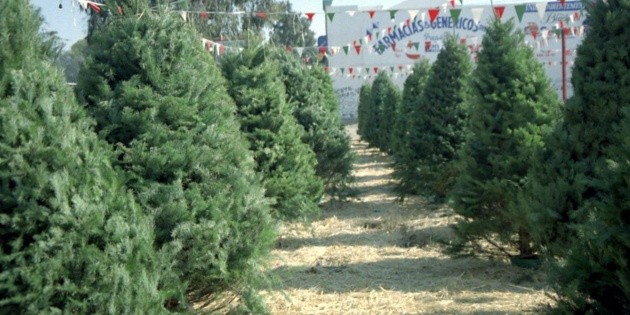 Estiman ventas de &aacute;rboles de Navidad por 350 MDP