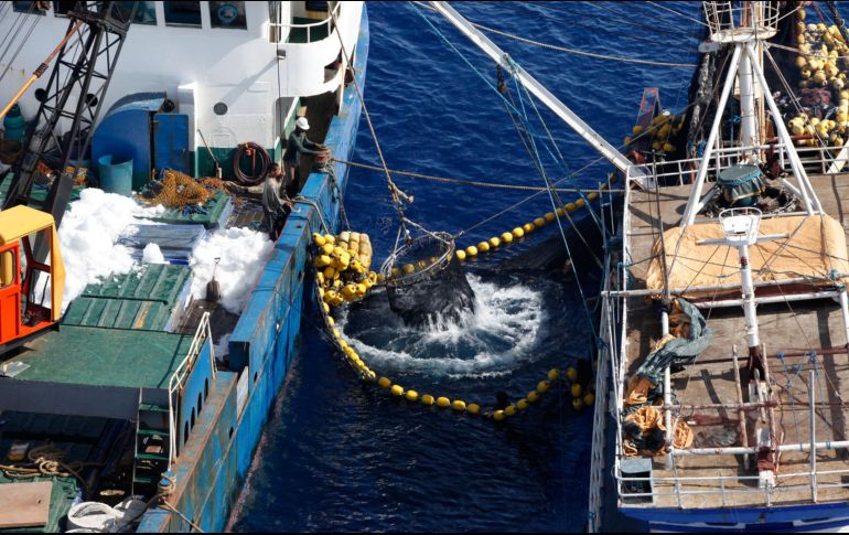 Estados Unidos y México se enfrentan desde hace 25 años por las condiciones del uso del etiquetado “Dolphin safe”. AFP/Archivo