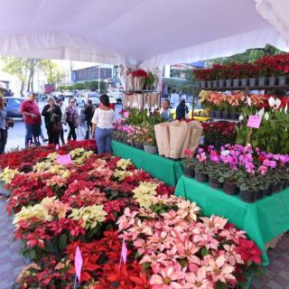 Paseo Chapultepec es sede de Feria de las Flores 2017 en Jalisco