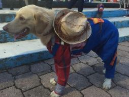 “Cuando el animal pasa todo el tiempo con los dueños, puede sufrir ansiedad por separación que se manifiesta con ataques de pánico que lo motivan a destruir objetos, vocalizar y defecar dentro de la casa” explica el veterinario. NTX/ARCHIVO