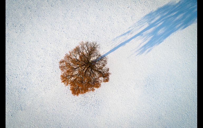 Un árbol rodeado de nieve se ve cerca de  Chavannes les Forts, en Suiza. AFP/F. Coffrini