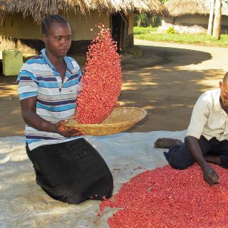 Súper frijoles, esperanza para zonas de África con hambruna