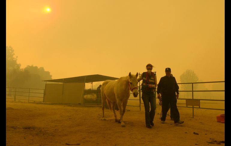 Caballos son evacuados en un rancho en La Canada Flintridge. El incendio se desplaza imparable avivado por los fuertes y secos vientos, que se prevén se mantengan en los próximos tres días.